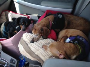 dogs-in-car